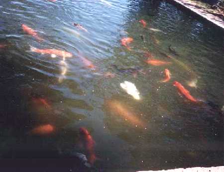 KOI CARP