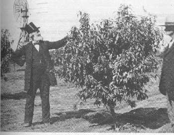 Reverend Golder in his orchard