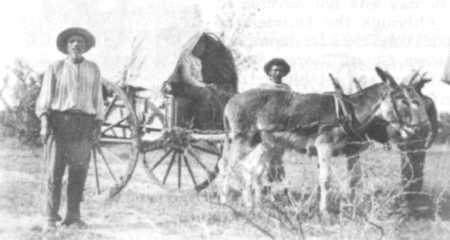 Mule Drawn Wagon