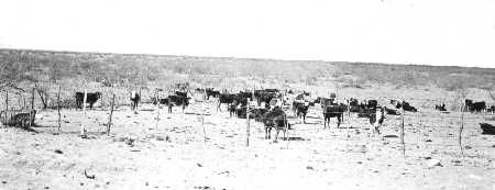 stockyard in 1920